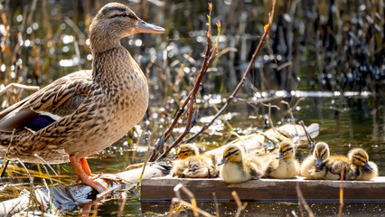 Duck with ducklings on the pond