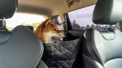 Shiba Inu dog in the back seat of a car