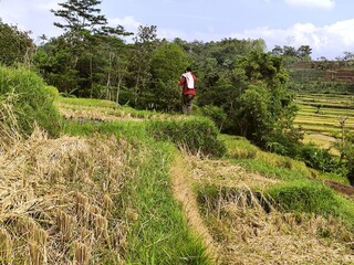 Serene Rural Landscape with Farmer on Rice Terrace Hillside