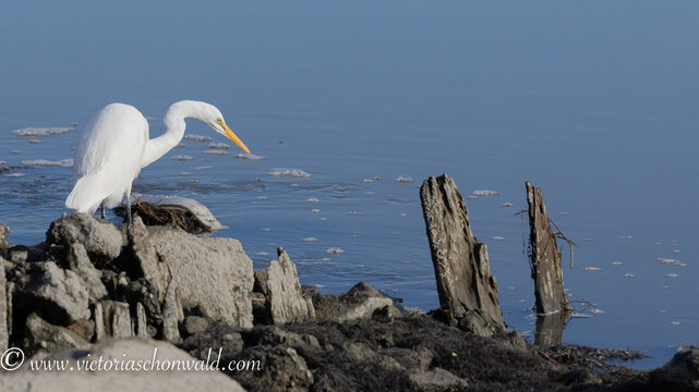 great white heron