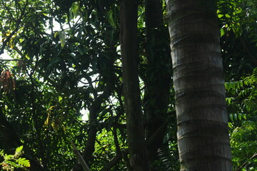 Thick, textured tree trunk standing among dense green foliage and dark, slender forest trees

