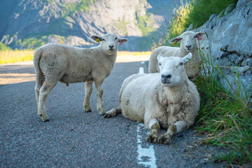 Naklejka premium A sheep family laying down