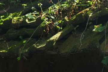 Overgrown curved roof tiles covered in thick green moss, vines, and leaves in sunlight.


