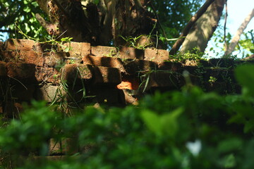 Old brick wall structure covered in lush green moss and foliage in dappled sunlight.

