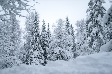 winter forest in the snow