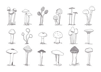 キノコの手描きイラストセット