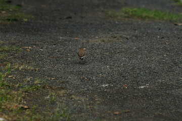 Small Bird Standing on a Textured Dark Gravel Road with Patches of Green Grass

