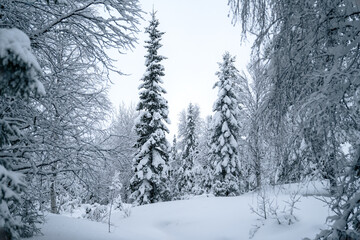 snow covered trees