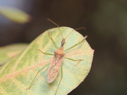 Zelus renardii es una chinche depredadora americana, de cuerpo alargado y patas largas, que captura otros insectos con sus secreciones adhesivas.