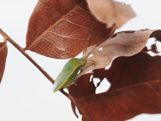 Nezara viridula, conocida como chinche verde, es una plaga agr&iacute;cola pol&iacute;faga que se alimenta de la savia de numerosas plantas y cultivos.