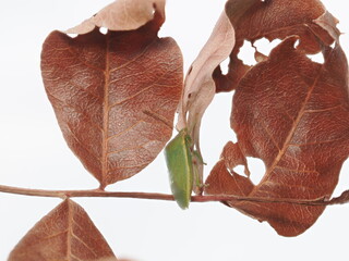 Nezara viridula, conocida como chinche verde, es una plaga agr&iacute;cola pol&iacute;faga que se alimenta de la savia de numerosas plantas y cultivos.