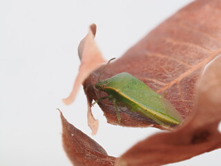 Nezara viridula, conocida como chinche verde, es una plaga agr&iacute;cola pol&iacute;faga que se alimenta de la savia de numerosas plantas y cultivos.