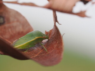 Nezara viridula, conocida como chinche verde, es una plaga agr&iacute;cola pol&iacute;faga que se alimenta de la savia de numerosas plantas y cultivos.