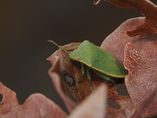 Nezara viridula, conocida como chinche verde, es una plaga agr&iacute;cola pol&iacute;faga que se alimenta de la savia de numerosas plantas y cultivos.