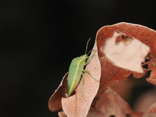 Nezara viridula, conocida como chinche verde, es una plaga agr&iacute;cola pol&iacute;faga que se alimenta de la savia de numerosas plantas y cultivos.