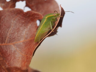 Nezara viridula, conocida como chinche verde, es una plaga agr&iacute;cola pol&iacute;faga que se alimenta de la savia de numerosas plantas y cultivos.