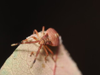 Gonocerus acuteangulatus es una chinche rojiza con manchas oscuras, que se alimenta de savia de árboles y arbustos, común en la región mediterránea.