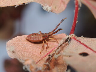 Gonocerus acuteangulatus es una chinche rojiza con manchas oscuras, que se alimenta de savia de &aacute;rboles y arbustos, com&uacute;n en la regi&oacute;n mediterr&aacute;nea.