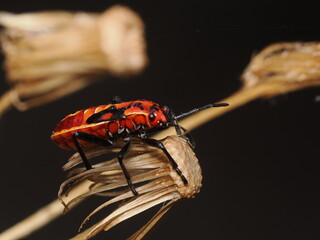 Spilostethus pandurus es una chinche roja y negra, frecuente en zonas c&aacute;lidas, que se alimenta de semillas y a veces act&uacute;a como plaga en cultivos.