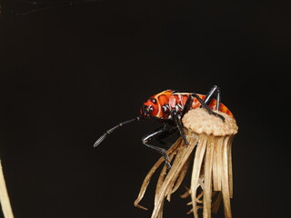 Spilostethus pandurus es una chinche roja y negra, frecuente en zonas c&aacute;lidas, que se alimenta de semillas y a veces act&uacute;a como plaga en cultivos.