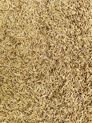 Close up Overhead Grain Rice Seed Pile Agriculture Background