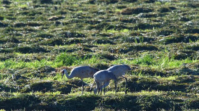 Sandhill Cranes Feeding along Windrows of Hay in Morning Light