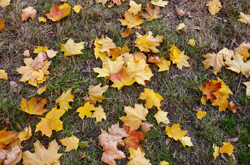 Autumn maple leaves on grass. The bright colors of fall. Autumn fall leaves in sunlight