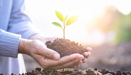 Close-up of hands nurturing a green seedling in sunlight, symbolizing nature care, growth, agriculture, environmental protection, and sustainability.