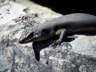 Lizard basking on rock surface | 岩の上で日向ぼっこするトカゲ