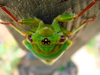 Macro of cicada head with red eyes | 赤い目を持つセミの頭部マクロ