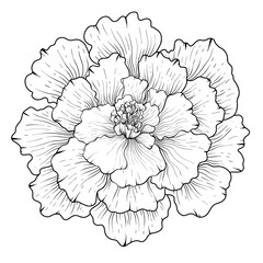 Marigold Flower Line Art Illustration. Coloring Page. Vector Botanical Illustration.	