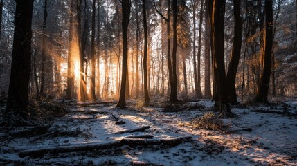 Fototapeta premium Sunbeams filter through a winter forest, illuminating snowy ground and tree trunks