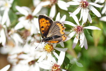 Small copper, American copper, common copper (Lycaena phlaeas) on flowers of white Woodland Aster, White wood aster (Aster divaricatus syn Eurybia divaricata). September, Netherlands	
