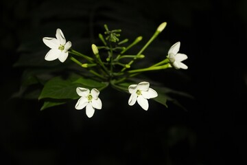 White Night Jasmine Flowers Blooming Against Dark Background