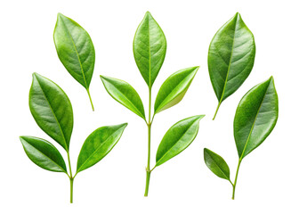 A collection of small Jasmine leaf twigs with five leaves isolated against a flat background.