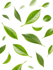 Fresh Green Tea Leaves Isolated on Black Background for Organic Beverage and Herbal Infusion Concepts Top View