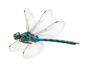 Blue Dragonfly transparent bg, cutout PNG