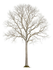 Obraz premium White Tree Silhouette Against Black Backdrop A Minimalist and Elegant Fine Art Print for Modern Interiors and Digital Designs