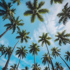 Obraz premium palm trees on blue sky background