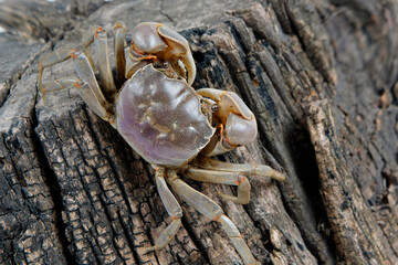 The vibrant crab is walking.