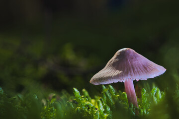 mushroom forest autumn macro nature