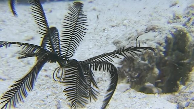 Discover fascinating world of sea lilies swaying gracefully in crystal-clear waters of Red Sea.