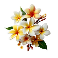 Fototapeta premium mixed plumeria blooms png