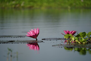 Beautyful red Water Lily in the Pond