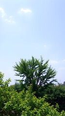 Obraz premium Green Trees under Blue Sky