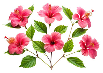 A collection of small Hibiscus leaf twigs with five leaves isolated against a flat background.