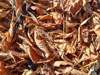 Dry Autumn Leaves Covering the Ground (Autumn Leaves Series)
