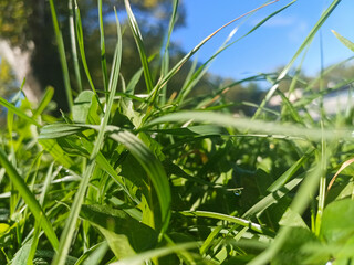 Close-Up of Morning Dew on Sunlit Green Grass 1.