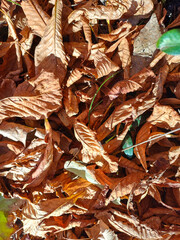 Dry Autumn Foliage Covering the Ground (Autumn Leaves Series)