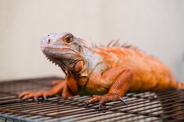Bright orange iguana rests calmly on a metal cage surface, showing its unique scales, sharp claws, and distinct crest along the back, highlighting the exotic beauty of this reptile species.